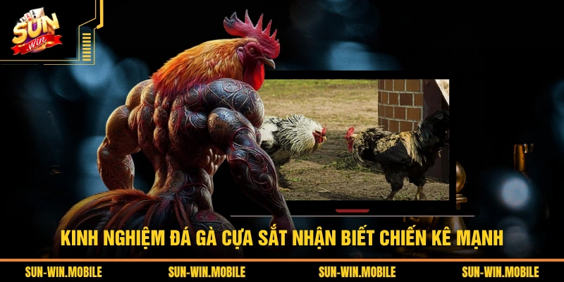 Kinh nghiệm đá gà cựa sắt nhận biết chiến kê mạnh